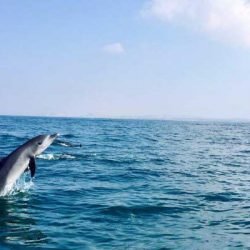 رقص دلفین ها در جزیره هنگام