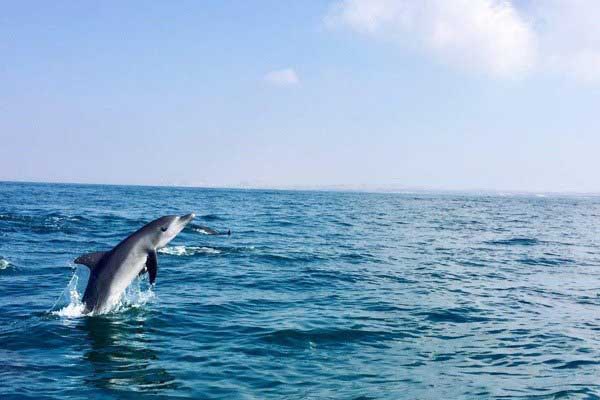 رقص دلفین ها در جزیره هنگام